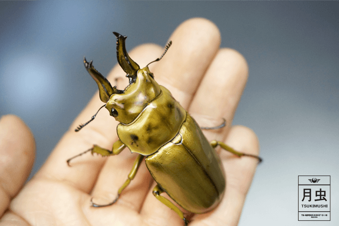 オウゴンオニクワガタをご紹介【本物!黄金に輝くクワガタ】