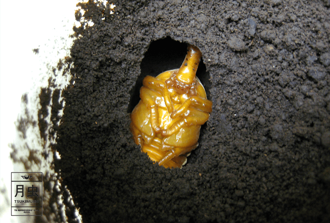 カブトムシの育て方!『1年間の飼育スケジュール』を覚えておこう!
