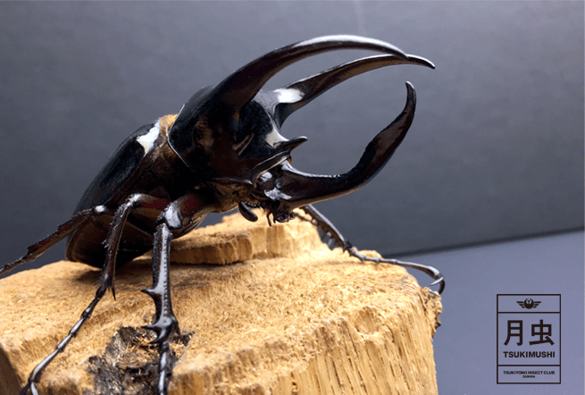 アトラスオオカブトをご紹介!名前の由来は「天空を支える怪力男」
