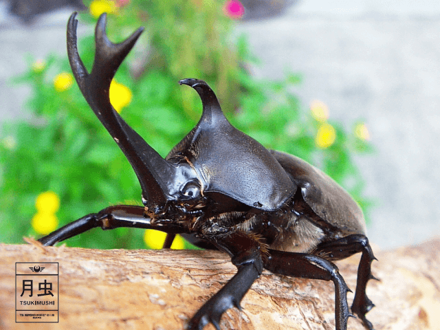 カブトムシの寿命はどのくらいだろう?長生きさせる3つのポイント!