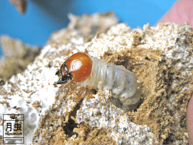 クワガタの幼虫について!飼育方法やその他あれこれ!