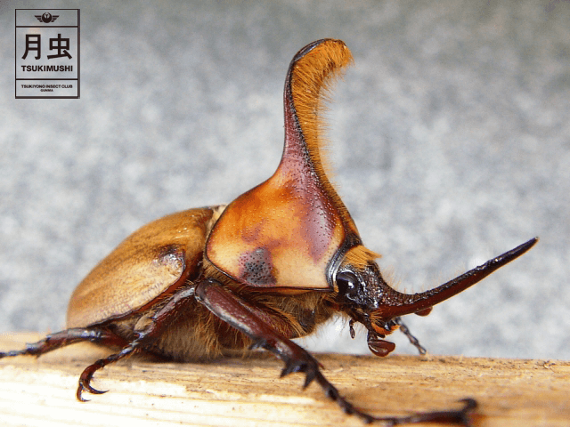 カブトムシの種類はどれくらいいるのか?種類によってどうちがうの?