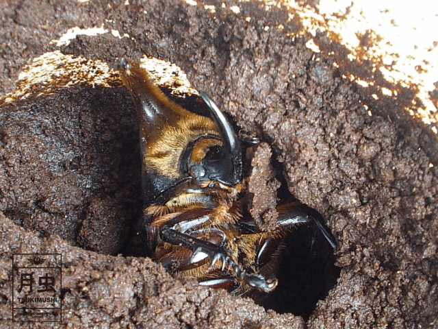 カブトムシのマットとは何だ!幼虫飼育のカギはコレだ!