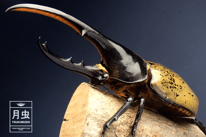 ヘラクレスオオカブトのご紹介|世界最大のカブトムシ