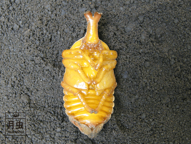 カブトムシのサナギの飼育!これだけ知っておけばとっても簡単!