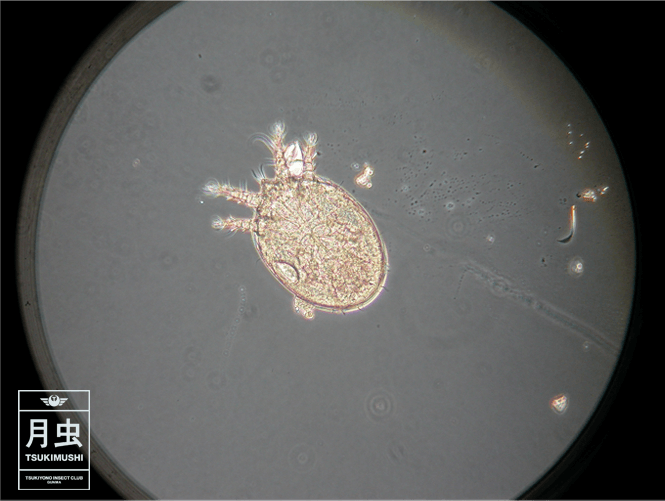 カブトムシとダニの気になる関係は?ダニが来るには理由がある!?