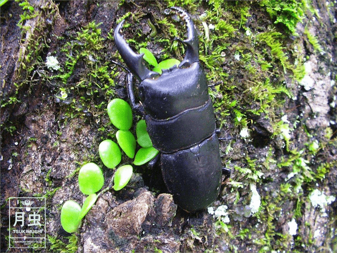 ヒラタクワガタの採集に挑戦しよう!気性の荒いクワガタをゲットしよう!