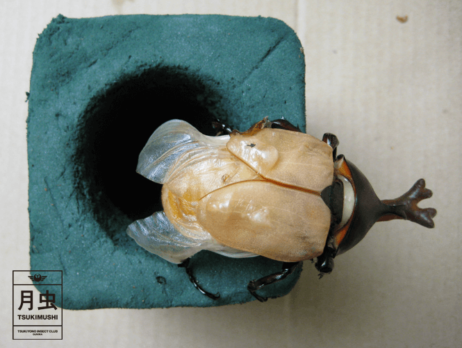 カブトムシを羽化させよう!感動の瞬間を体感してみよう!