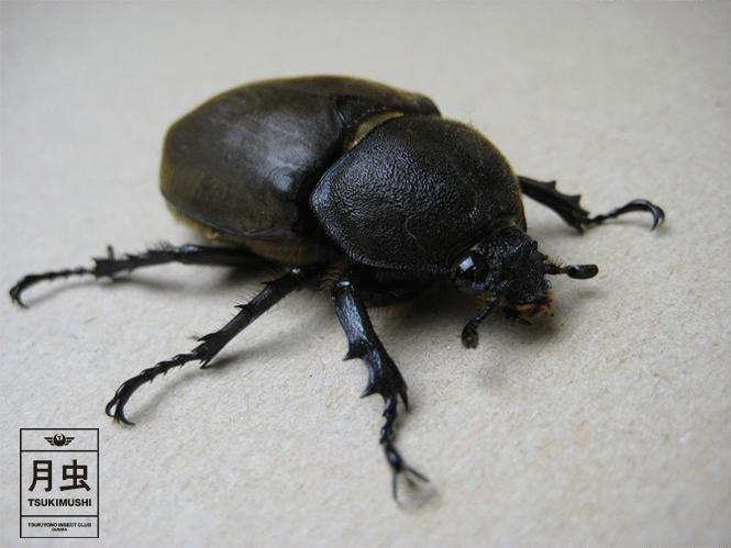 カブトムシの交尾と産卵について。子孫を残すための秘訣を教えます!