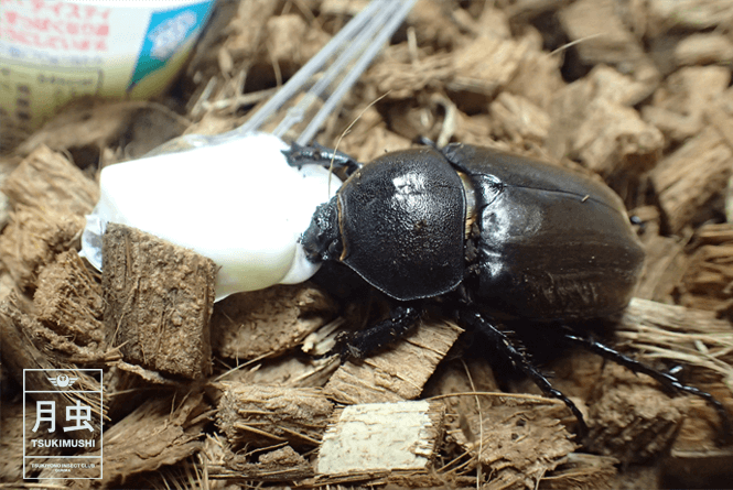 カブトムシのエサには何が良い?大好物とNGをご紹介します。