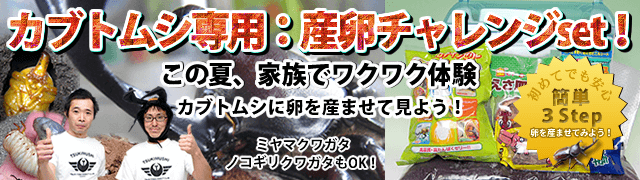 カブトムシ専用 産卵チャレンジset