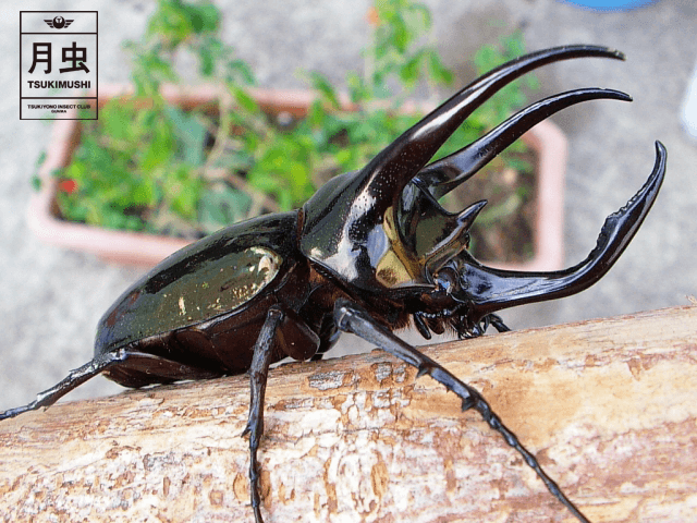 アトラスオオカブトの飼育に挑戦!初めての3本角にワクワク。