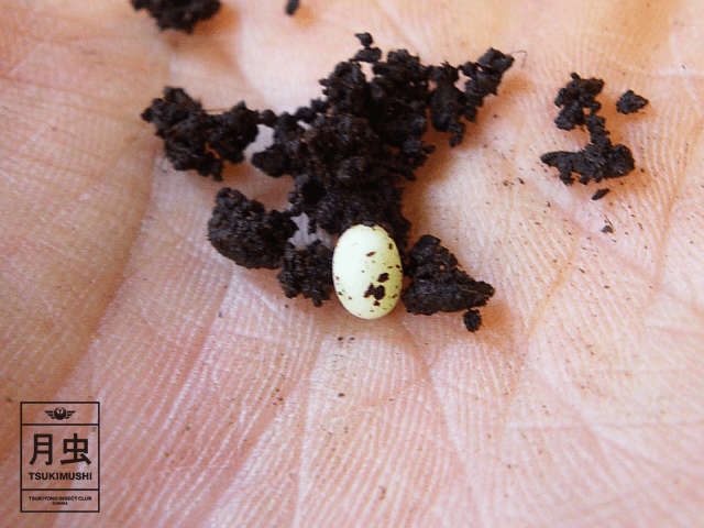 カブトムシの孵化について学ぼう!卵をかえす秘訣とは!?