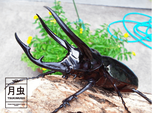 コーカサスオオカブトの飼育に挑戦!立派な成虫を育ててみよう!