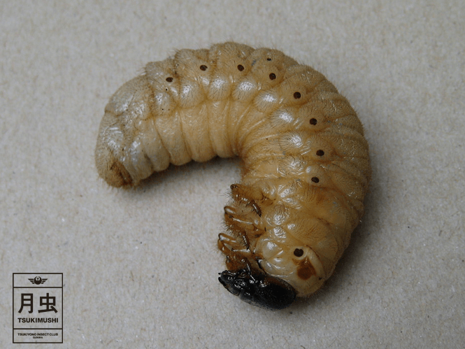 カブトムシの幼虫の育て方!初めての方でもとっても簡単!