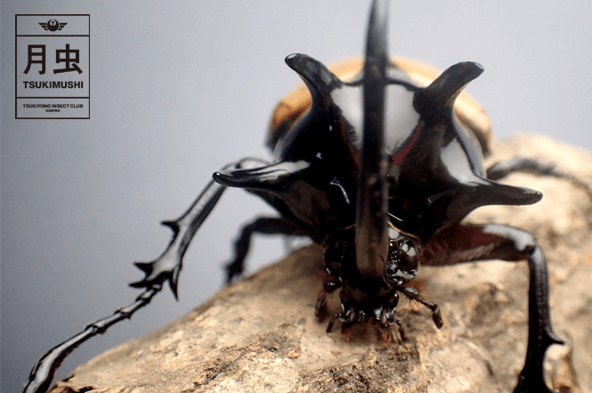 ゴホンヅノカブトのご紹介|5本の角をもつ男