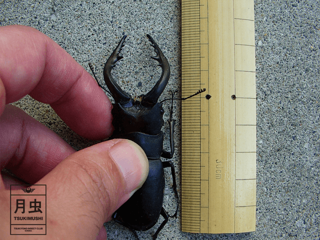 クワガタを大きく育てる方法!誰でもできちゃうマル秘テク!