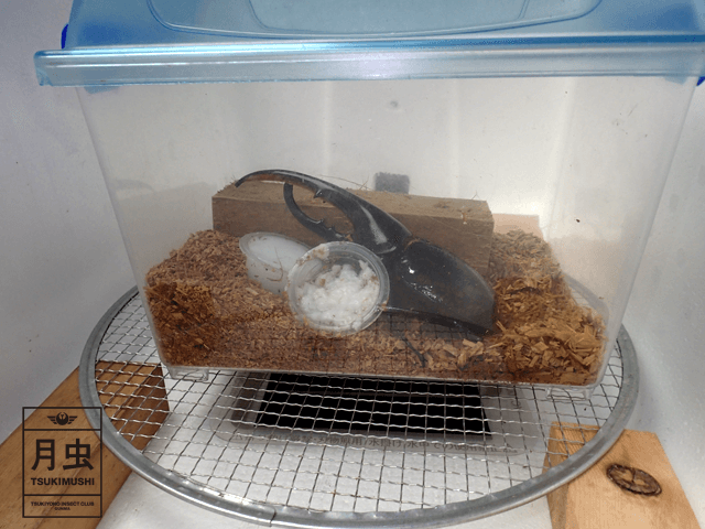 クワガタやカブトムシ飼育時の温度管理について。その方法をご紹介します!