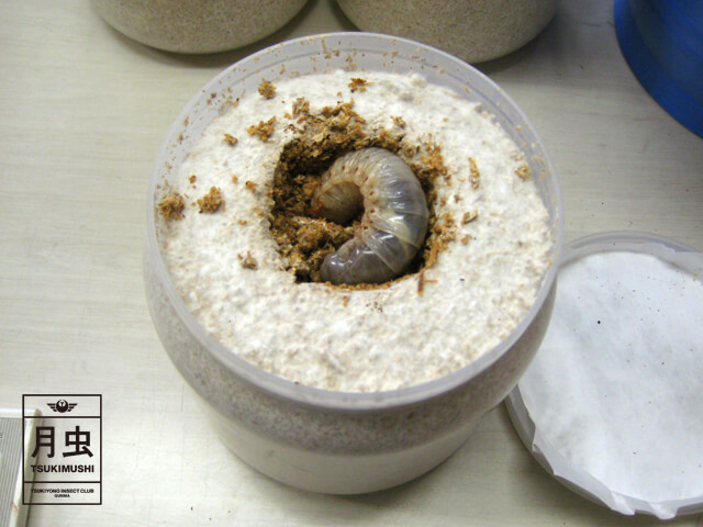 クワガタの幼虫飼育と菌糸ビン交換