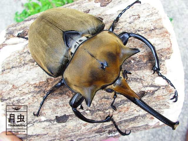 クワガタやカブトムシの産卵数について!種ごとの差や産ませるコツを紹介