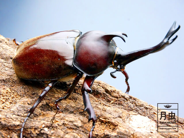 飼育したいクワガタカブトムシ人気ランキング!