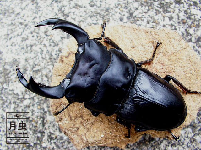 クワガタを羽化させよう!蛹が羽化するまでをご説明します。