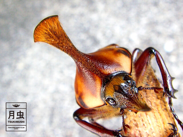 癒し系クワガタ&カブトムシ!小っちゃカワイイ虫を紹介します!