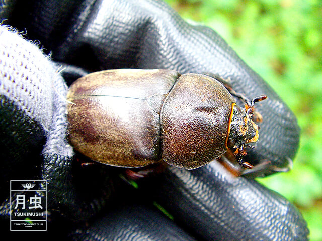 クワガタやカブトムシのメスを捕まえたり、拾った場合はどうするの!