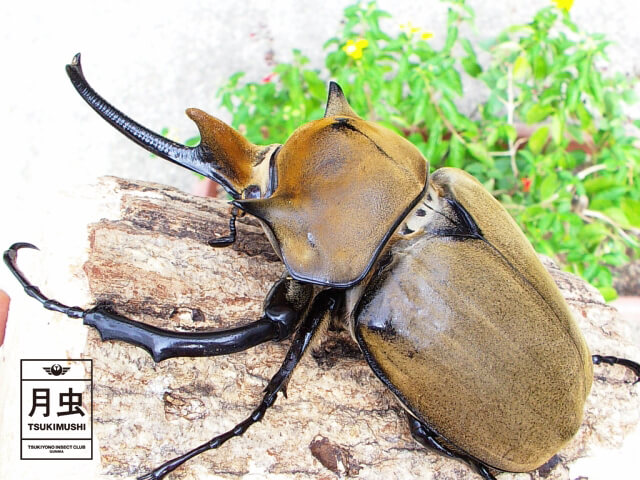 世界のカブトムシ図鑑 ゾウカブト属をご紹介します。