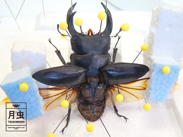 クワガタ・カブトムシ標本の作り方!