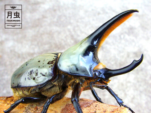 グラントシロカブトの飼育に挑戦!立派な成虫を育ててみよう!