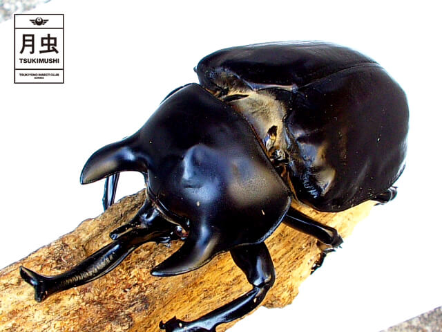 アクティオンゾウカブトの飼育に挑戦!立派な成虫を育ててみよう!
