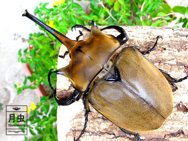 エレファスゾウカブトの飼育に挑戦!立派な成虫を育ててみよう!