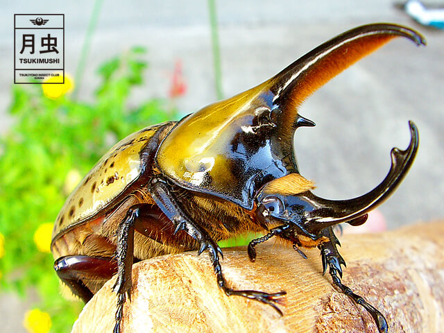 ヒルスシロカブトの飼育に挑戦!立派な成虫を育ててみよう!
