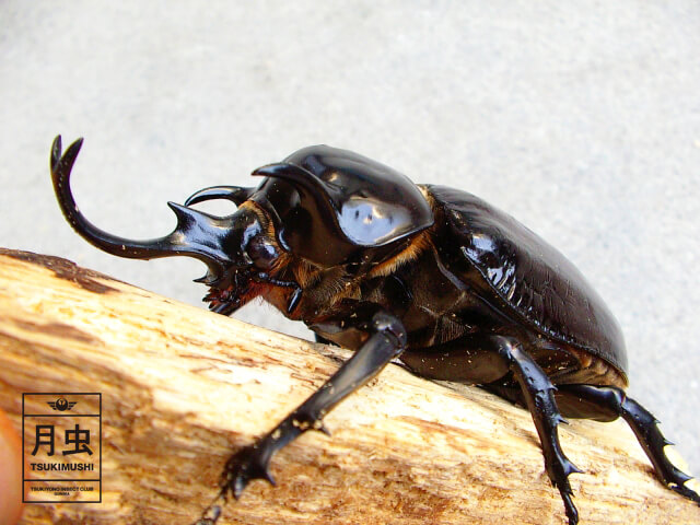 マルスゾウカブトの飼育に挑戦!立派な成虫を育ててみよう!