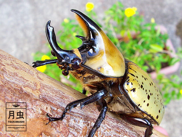ティティウスシロカブトの飼育に挑戦!立派な成虫を育ててみよう!