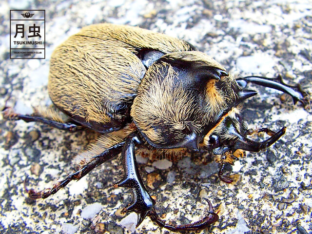 テルシテスヒメゾウカブトの飼育に挑戦!立派な成虫を育ててみよう!