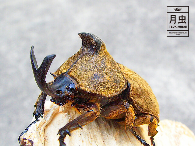 サビイロカブトの飼育に挑戦!立派な成虫を育ててみよう!