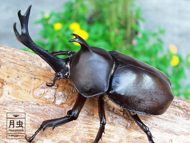 カブトムシの採集に挑戦しよう 夏の楽しみはやっぱりコレだ 月虫