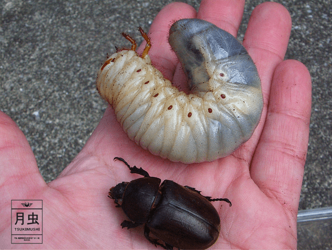 大きめの幼虫と小さめの成虫