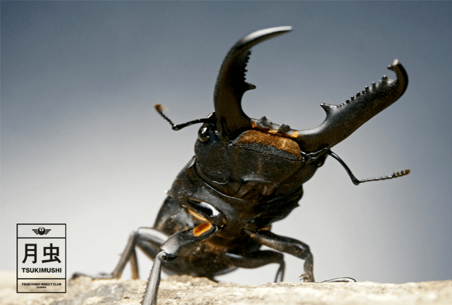 パラワンオオヒラタクワガタ「デカすぎ！」世界最大のヒラタクワガタ！ - 月虫