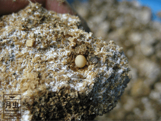 ホペイオオクワガタの卵