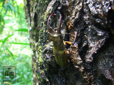ミヤマクワガタの採集に挑戦しよう！憧れのミヤマを捕まえてみたい！