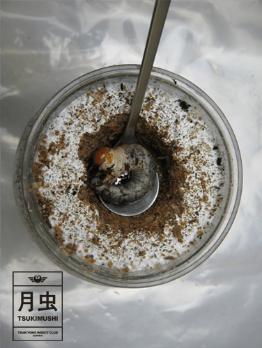 ニジイロクワガタ幼虫-菌糸ビン
