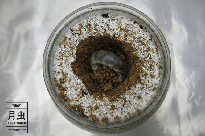 ニジイロクワガタ幼虫-菌糸ビン
