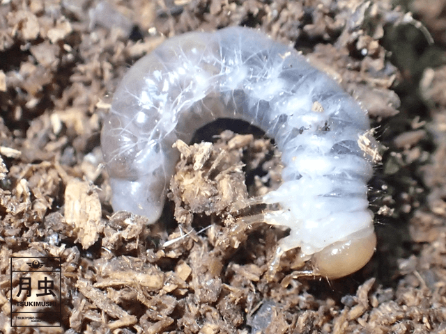メタリフェルホソアカクワガタの幼虫