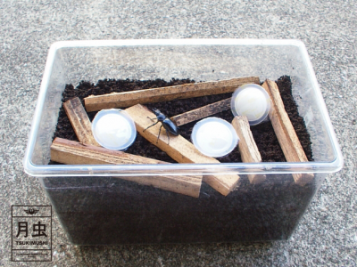 産卵セットの作り方をご紹介します！カブトムシとクワガタに使えます。