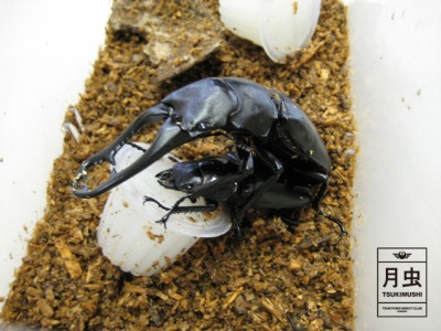 クワガタの交尾とは？飼育をする時に役立ちます。