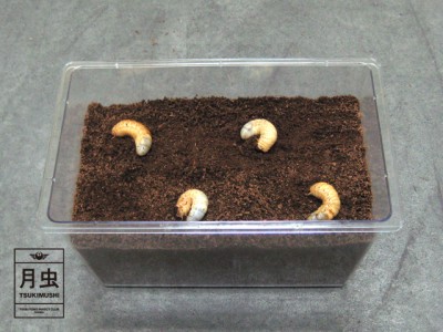 カブトムシとコバエについて！困った時の対策は？