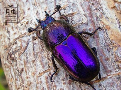 クワガタやカブトムシの色や見た目の特徴について